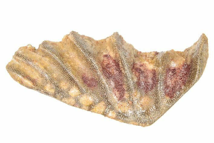 Cretaceous Lungfish (Ceratodus) Tooth Plate - Morocco #285268